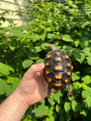 Brazilian Cherryhead Tortoise 2021