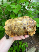 Homes Hinge-back Tortoise Adult Pair