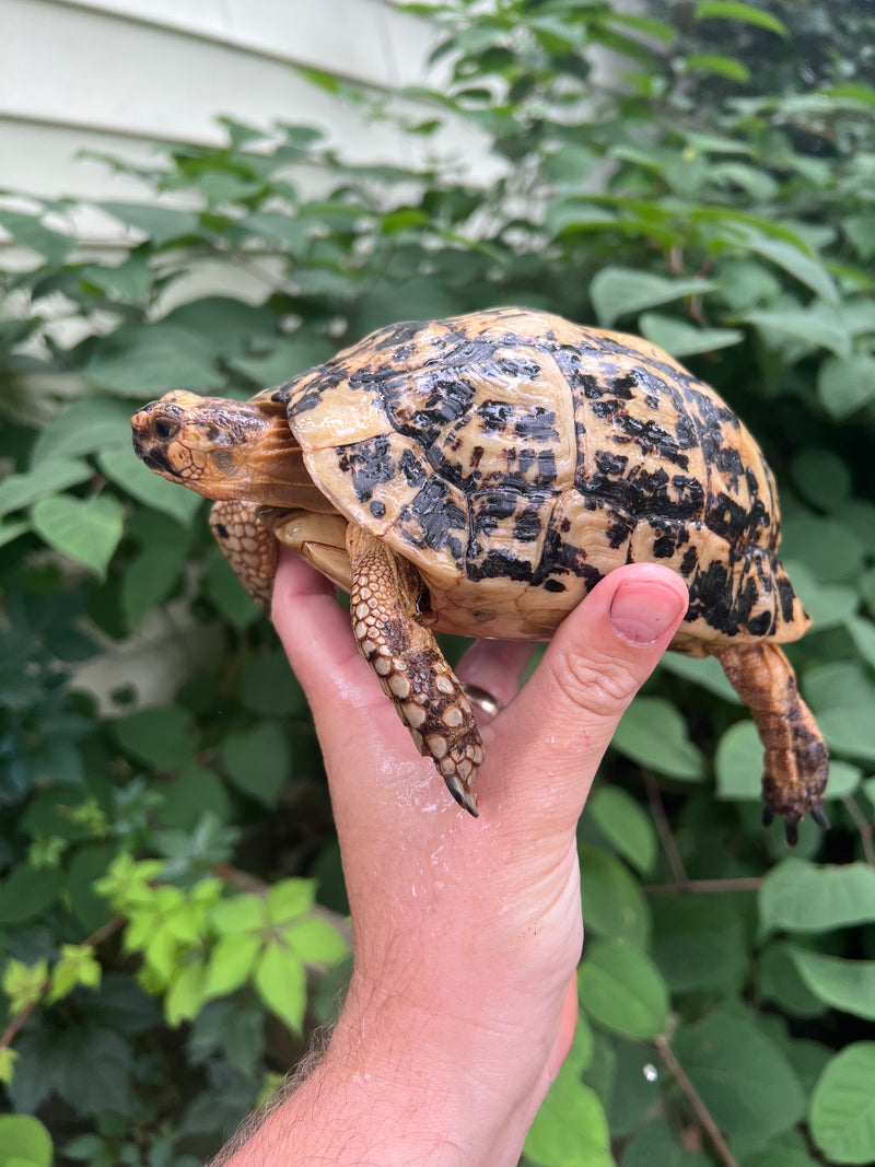 Libyan Greek Tortoise Adult Female