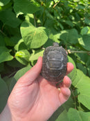 Aldabra Tortoise USA CB 2023