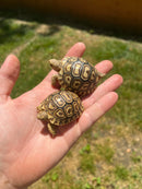 Leopard Tortoise Babies (Stigmochelys p. babcocki)