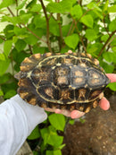 Homes Hinge-back Tortoise Adult Pair