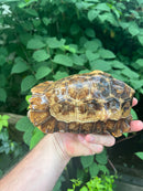 Homes Hinge-back Tortoise Adult Female