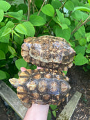 Homes Hinge-back Tortoise Adult Pair