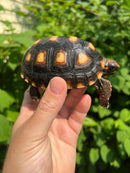 Brazilian Cherryhead Tortoise 2021