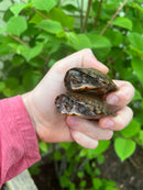 Stripe-necked Musk Turtle Adult Pair