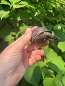 Aldabra Tortoise USA CB 2023