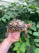 Libyan Greek Tortoise Adult Female