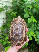 Homes Hinge-back Tortoise Adult Female