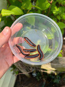 Leach's Fluorescent Orange Millipedes (Euryurus Leachii)