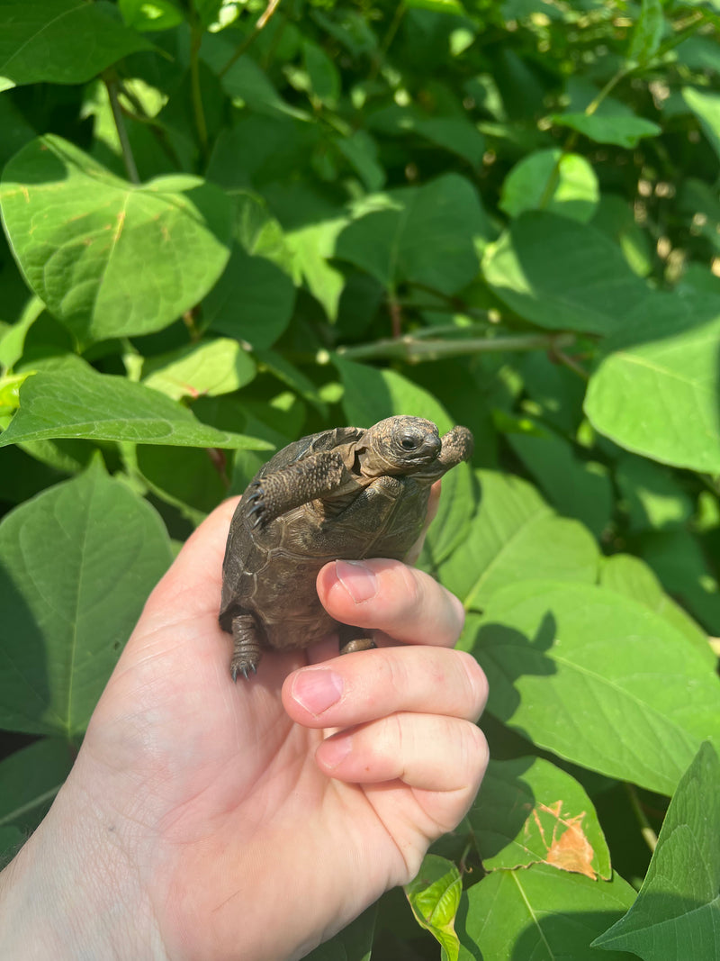 Rare Aldabra Tortoises for Sale | American Reptile Distributors