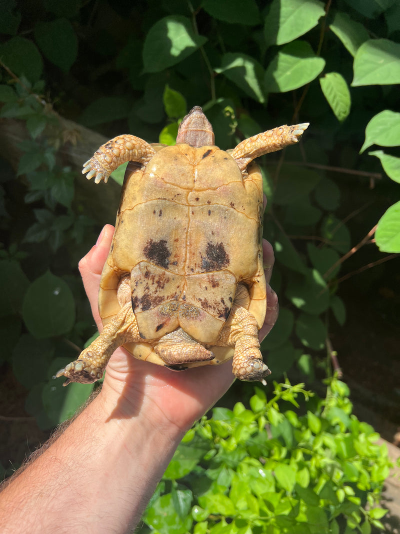 Libyan Greek Tortoise Adult Male