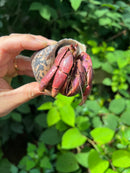 Giant Land Hermit Crabs (Coenobita lateralis)