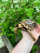 Homes Hinge-back Tortoise Adult Pair