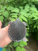 Fly River Turtle Baby