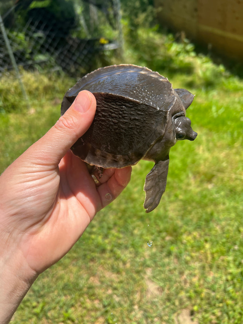 Fly River Turtle Baby