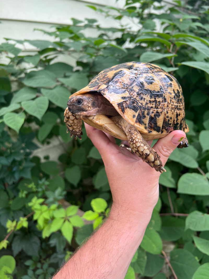 Libyan Greek Tortoise For Sale | American Reptile Distributors