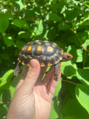 Brazilian Cherryhead Tortoise 2021