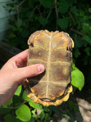 Homes Hinge-back Tortoise Adult Female