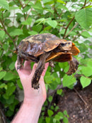 Homes Hinge-back Tortoise Adult Pair