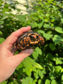 Brazilian Cherryhead Tortoise 2021