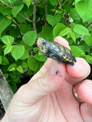 Vampire Musk Turtle (Claudius angustatus)