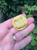 Paradox Albino Red Eared Slider Turtle