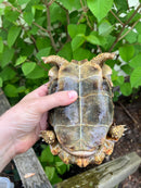 Homes Hinge-back Tortoise Adult Pair