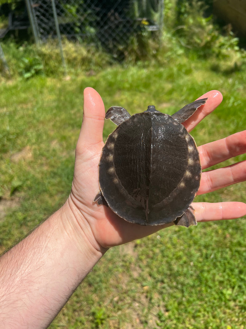 Fly River Turtle Baby