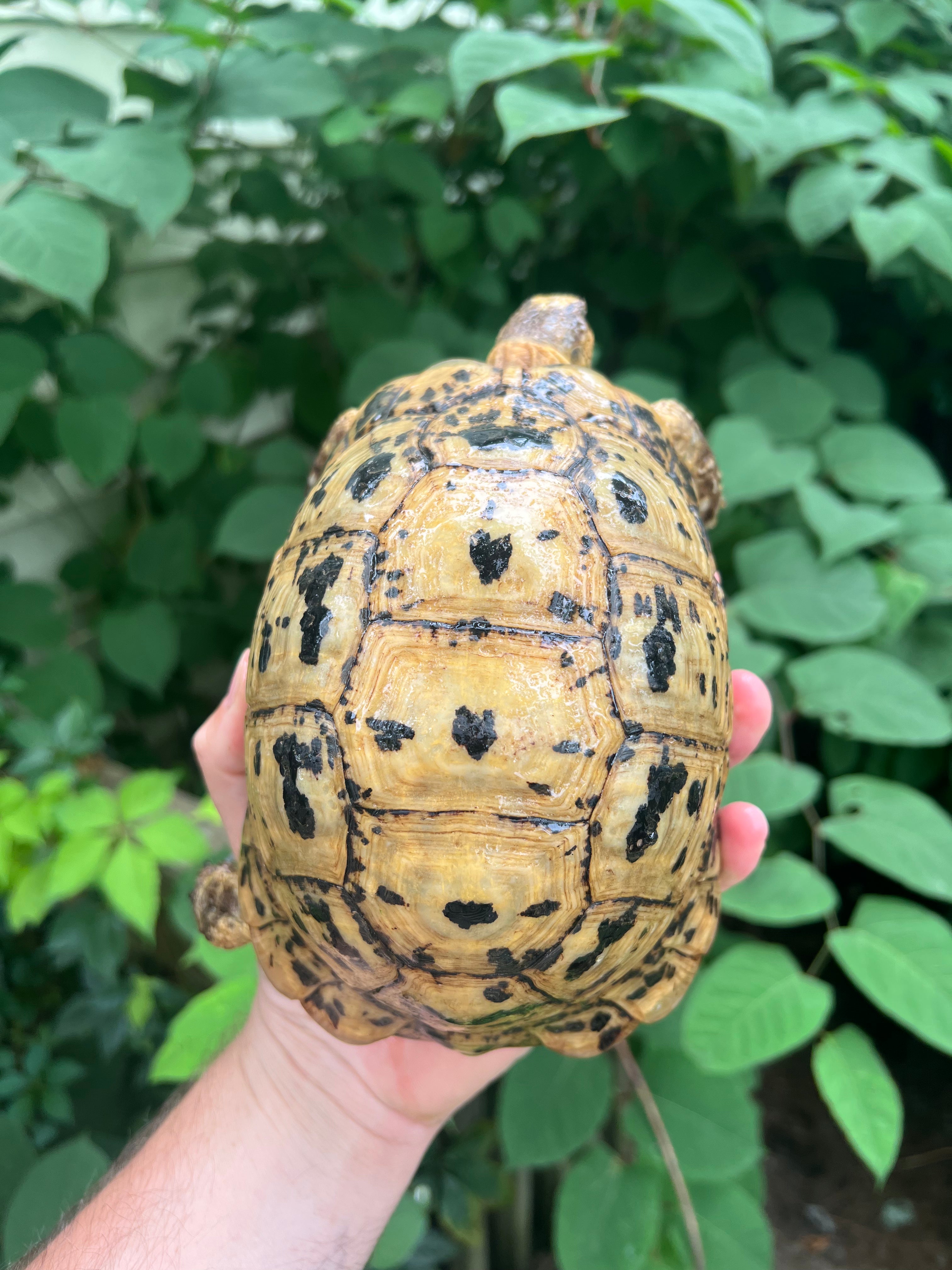 Libyan Greek Tortoise For Sale | American Reptile Distributors