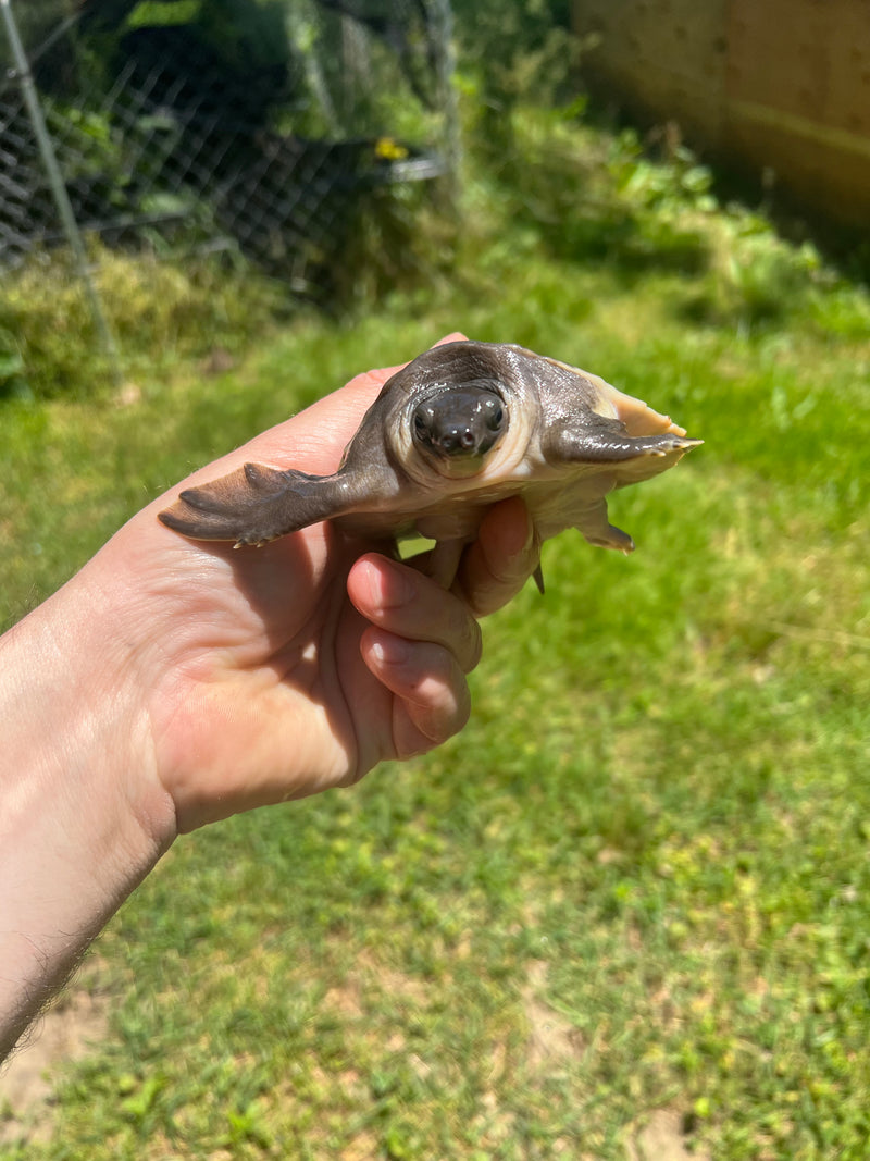 Fly River Turtle Baby