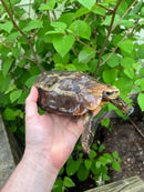 Homes Hinge-back Tortoise Adult Pair