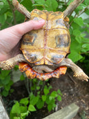 Homes Hinge-back Tortoise Adult Pair