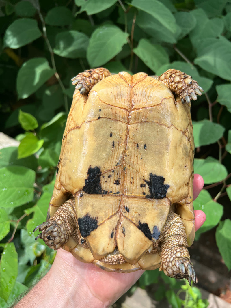 Libyan Greek Tortoise Adult Female