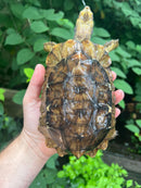 Homes Hinge-back Tortoise Adult Pair