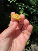 Paradox Albino Red Eared Slider Turtle