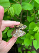 Barbour's  Map Turtle Baby (Graptemus barbouri)