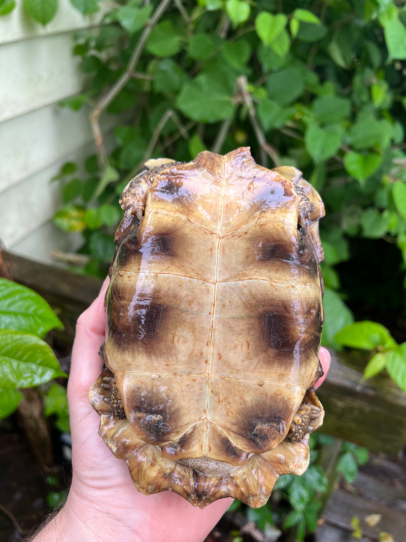 Homes Hinge-back Tortoise Adult Female