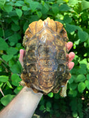 Homes Hinge-back Tortoise Adult Female