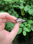 Pastel Common Musk Turtle Baby