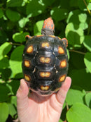 Brazilian Cherryhead Tortoise 2021