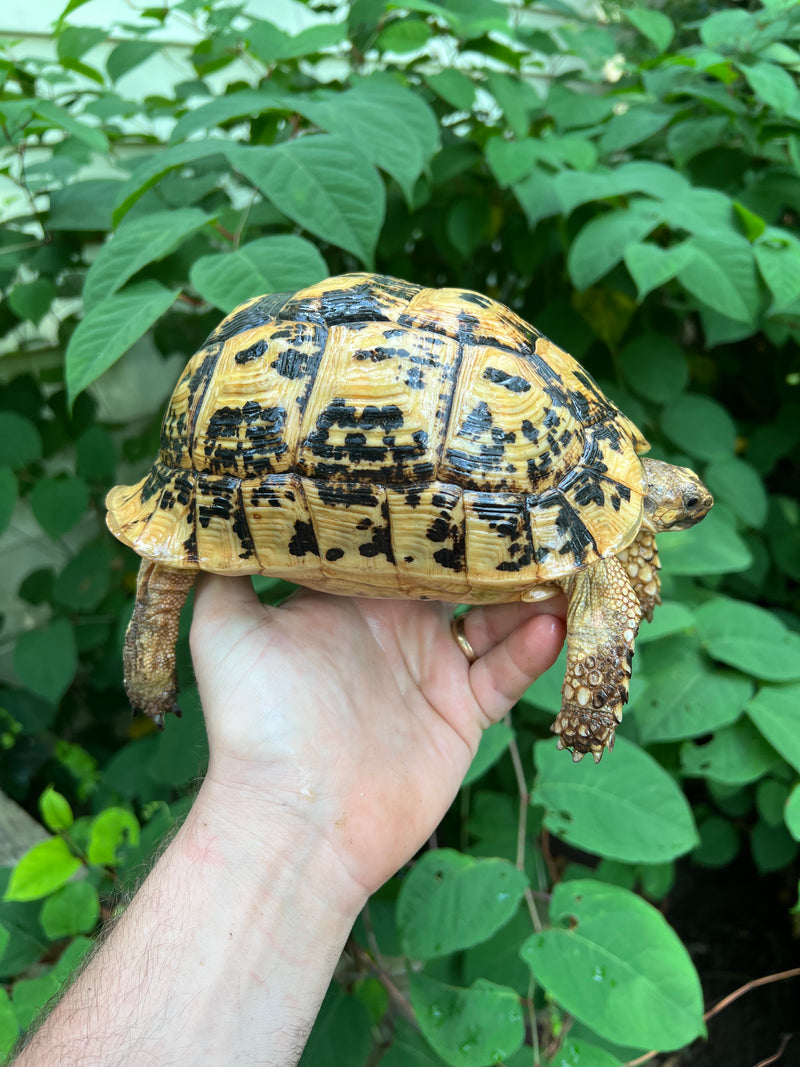 Libyan Greek Tortoise Adult Female