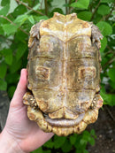 Homes Hinge-back Tortoise Adult Pair