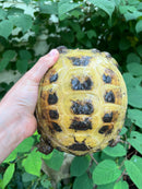 Russian Tortoise XXL Female