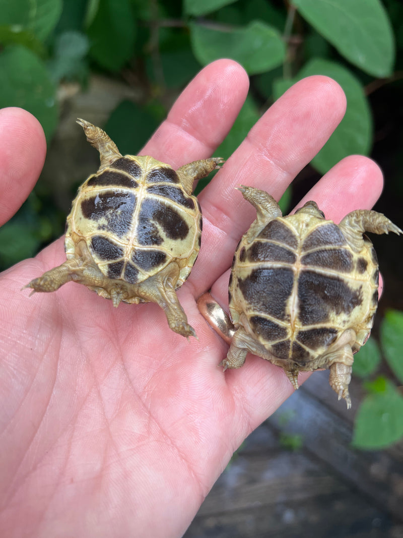 Russian Tortoise Babies (Testudo horsfieldii)