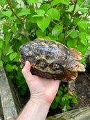 Homes Hinge-back Tortoise Adult Pair