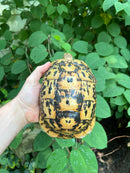 Libyan Greek Tortoise Adult Female