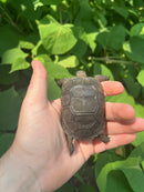 Aldabra Tortoise USA CB 2023