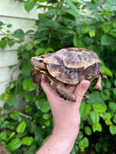Homes Hinge-back Tortoise Adult Female