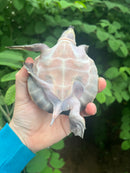 Fly River Turtle Baby